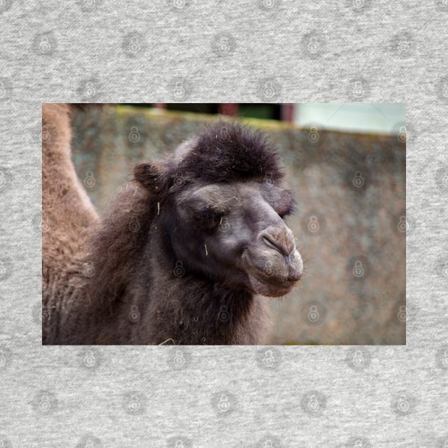 Close up of a camel's head by Russell102